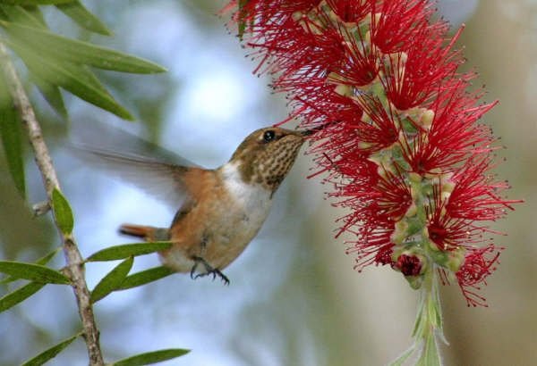 Scintillant Hummingbird - photo by C. Kinschots